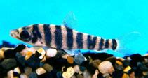 leporinus fish|Leporinus fasciatus, Banded leporinus : fisheries, aquarium.
